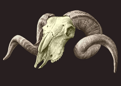 山羊的骷髅图照片