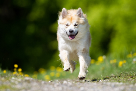 冰岛牧羊犬在户外