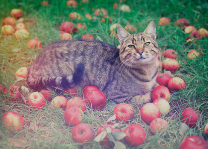 可爱的猫躺在花园里的草地上, 在红苹果里。