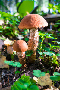 在苔藓上的蘑菇