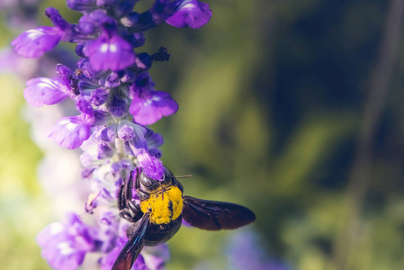 在大自然美丽的花朵上栖息的木匠蜂