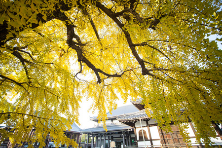 西本愿寺寺在京都秋天的季节图片