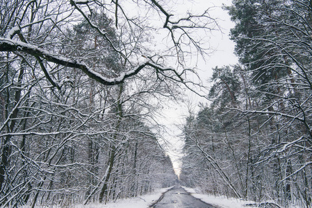 雪冬林混凝土路面