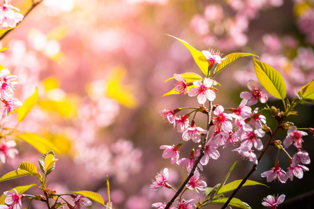 樱花花正在盛开的花朵，在泰国清迈