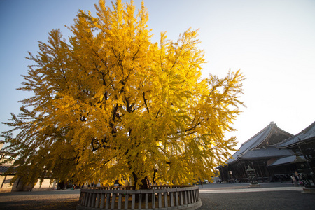 西本愿寺寺在京都秋天的季节