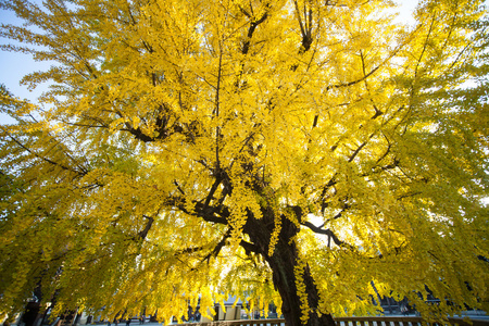 西本愿寺寺在京都秋天的季节