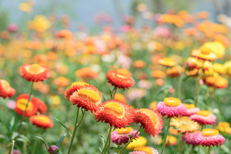 菊或稻草花