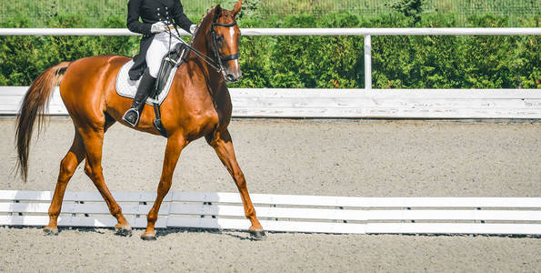 马鞍和马缰绳图片