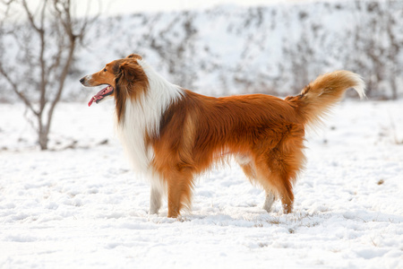 苏格兰牧羊犬