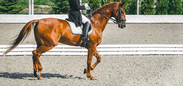 马腿密切联系夹板靴子新的骑马礼服靴子隔离在白色上骑马的人在马鞍上