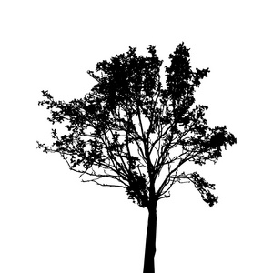 孤立在白色背景上的树剪影。它制作图案矢量