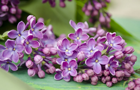 美丽丁香紫鲜花上木制的背景.丁香花的香气的特写.