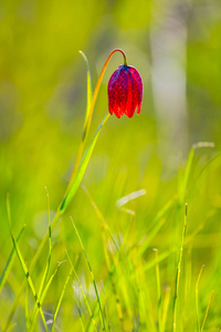 美丽特写弹簧钟花