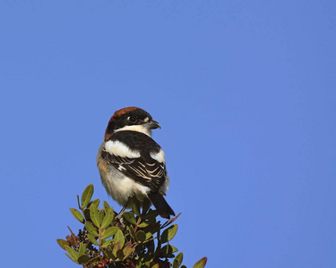 Woodchat 劳 伯劳参议员, 希腊