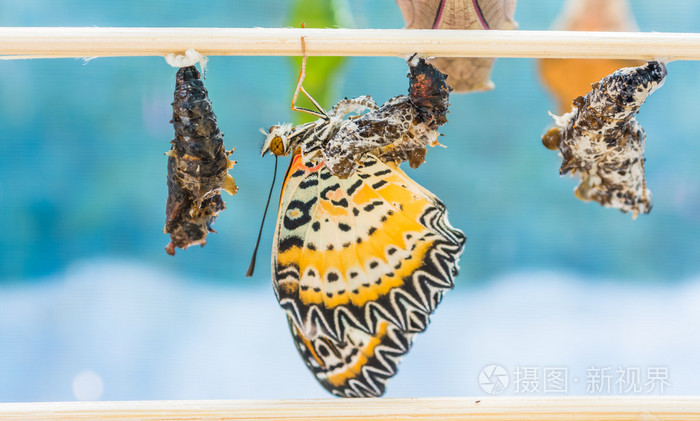 图像的蝴蝶蛹挂在木棍照片 正版商用图片0f3kfj 摄图新视界
