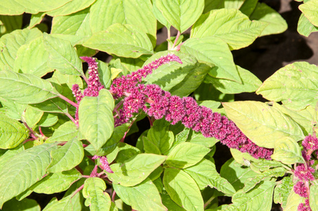 粮食减少籽粒苋盛开在夏季的一天照片