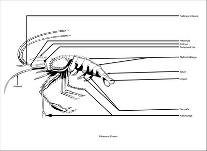 复眼虾,线条艺术插画