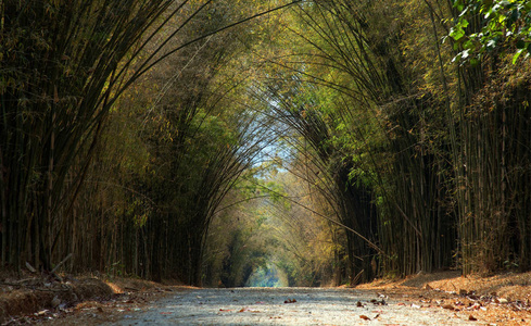 隧道竹树路 考寇哥法赛莫苏艾, 碧差汶, 泰国