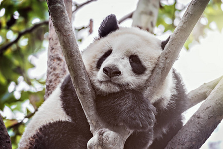 大熊猫睡在树上早午餐图片