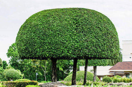 开红花绿化树木公共公园园林绿化修剪的树木照片