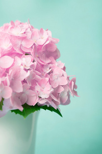 在白色的花瓶，复古风格甜粉红绣球花