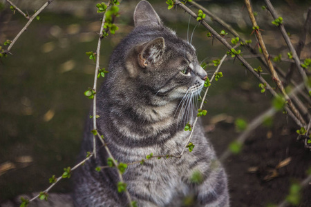 一只灰色的猫啃着灌木丛猫和树枝的树枝。