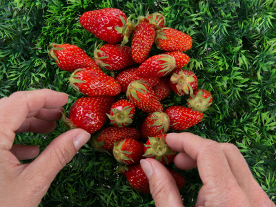 成熟的草莓和覆盆子在绿色背景与手