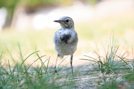 长腿的鸟一只长着细长腿的小可爱小鸟站在草地上照片