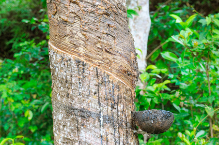 天然橡胶橡胶树来源胶乳的提取