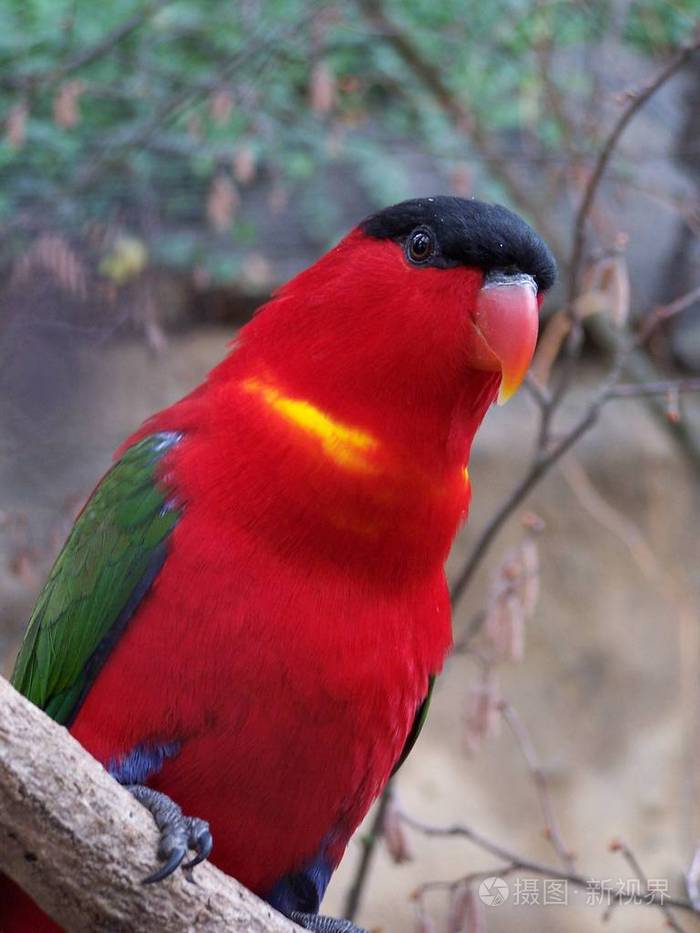 红胸鹦鹉