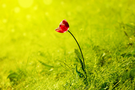 在公园的郁金香花田