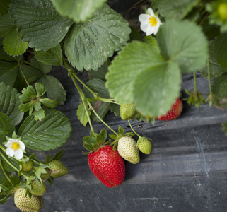 草莓基地概况养殖的领域