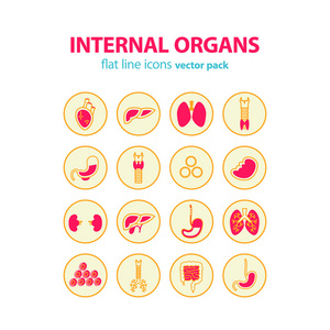 人体解剖学的图标。矢量的内部器官象形图组