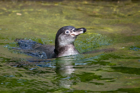 一只小企鹅在湖里游泳