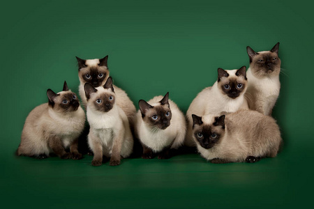 很多相同的猫在绿色工作室的背景下摆姿势