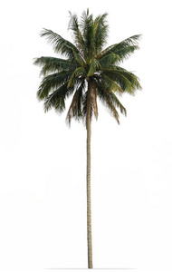 绿色的叶子，孤立的白色背景上的椰子棕榈树