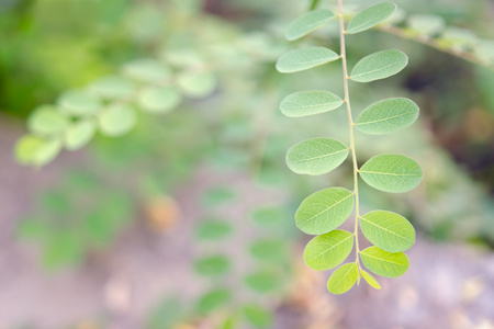 辣木油茶热带药用植物图片