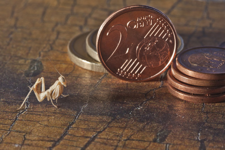 若虫螳螂比较硬币大小