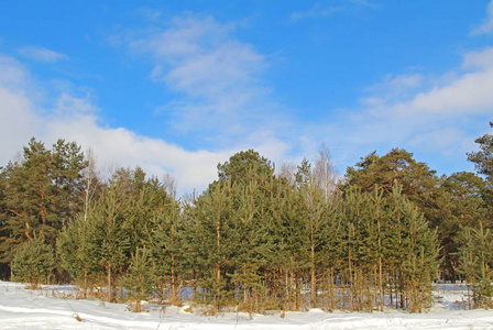 森林中绿树成荫的美丽冬季景观