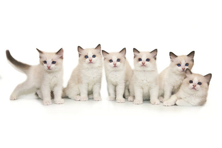 六可爱白色传奇小猫蓝色眼睛在白色背景上