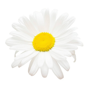 孤立在白色背景上的一个白色的雏菊花。平躺，t