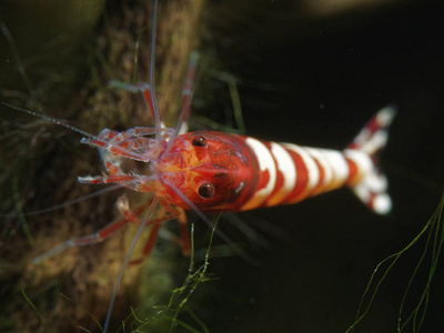 淡水虾虾 logemanni