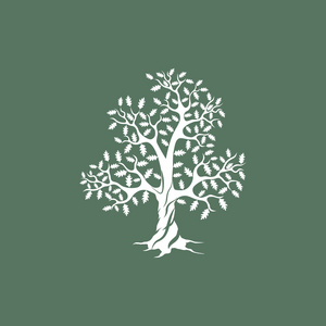 在绿色背景上的白橡木树剪影照片