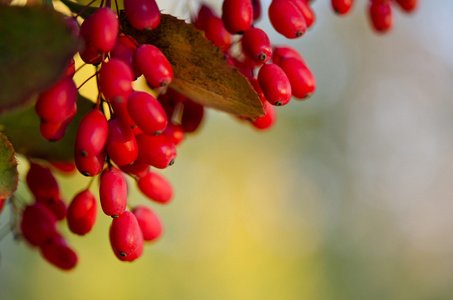 小檗的浆果图片