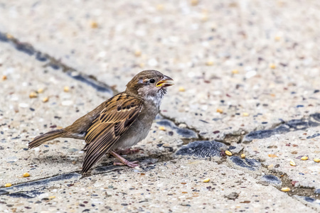野生野生动物翅膀年轻与翅膀受伤的年轻人黄嘴麻雀照片