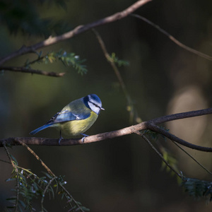 令人惊叹的蓝色山雀 Cyanistes Caeruleus 鸟坐在我的肖像