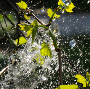 waterdrops 在葡萄叶子上