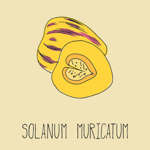 手绘图插图的人参果.新鲜水果草绘背景.您设计的矢量图照片