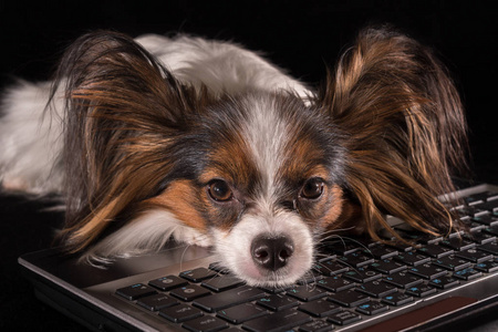 美丽的狗大陆玩具猎犬比厌倦了在黑色背景的笔记本电脑工作