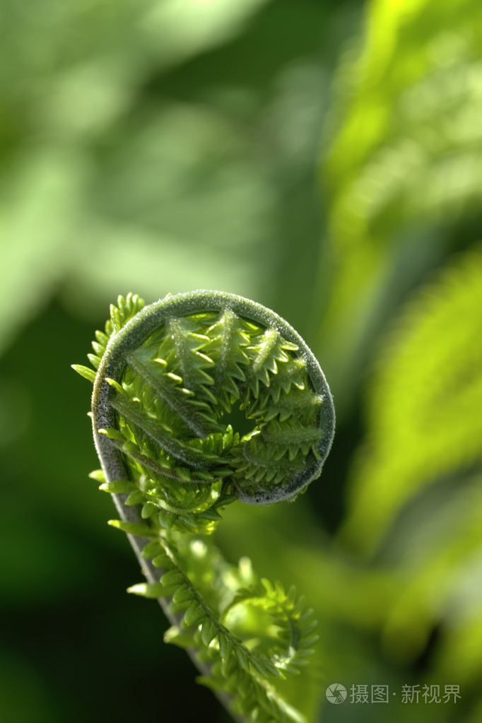 蕨类植物春天森林